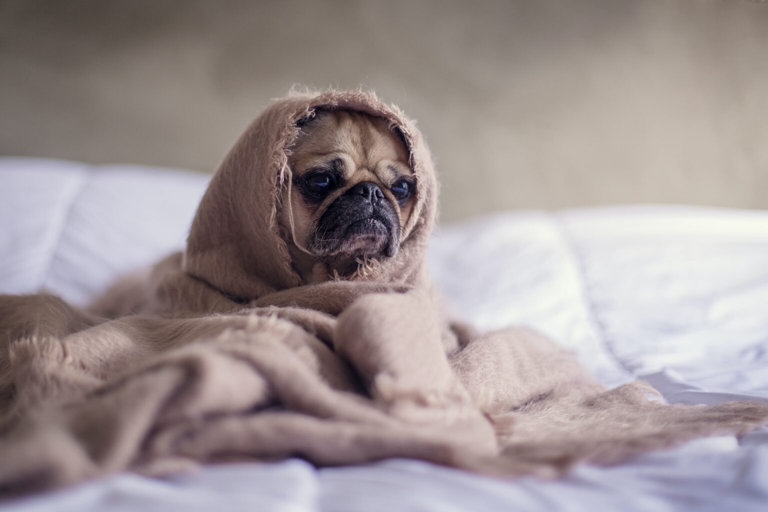 Moquillo En Perros Todo Lo Que Necesitas Saber Para Tu Mascota