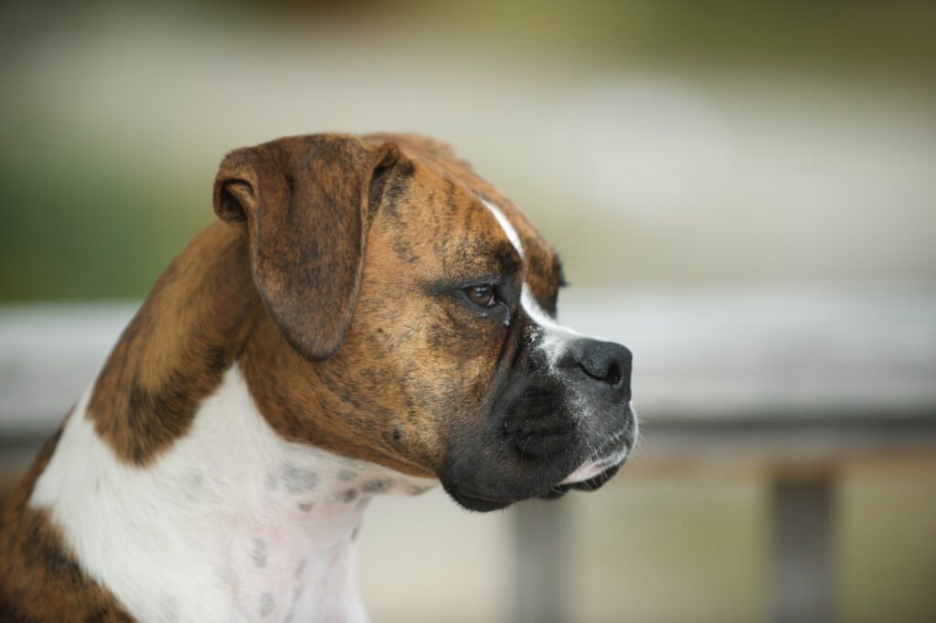 perros boxer