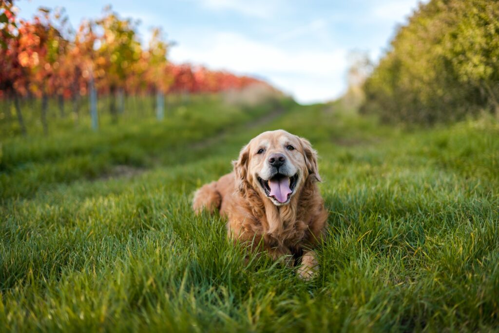 Los mejores alimentos secos para perros