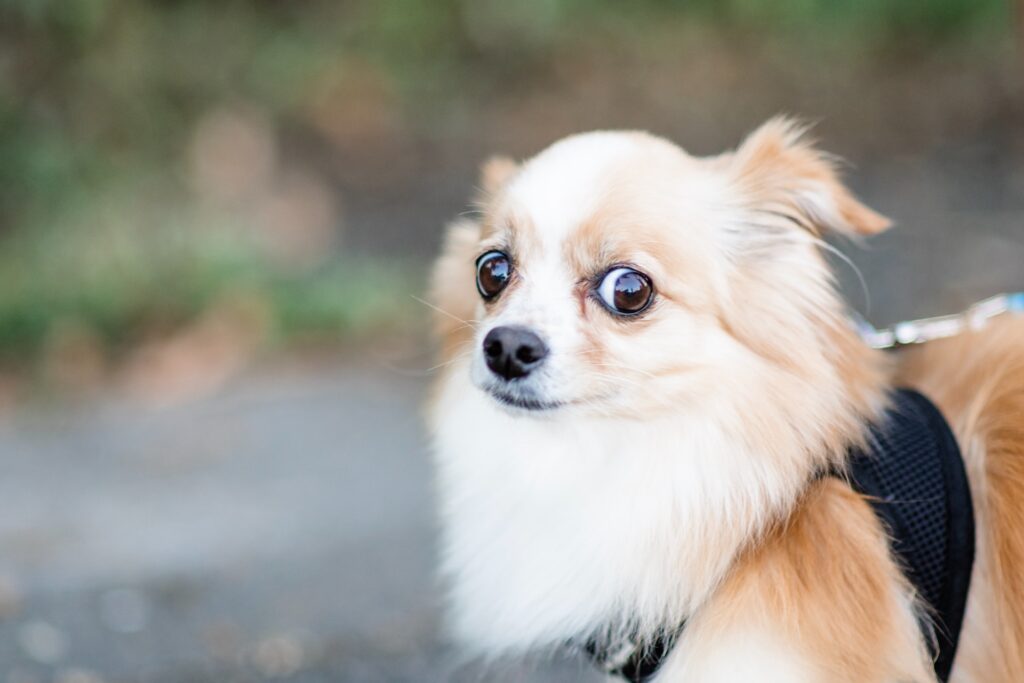 Perros Pequeños