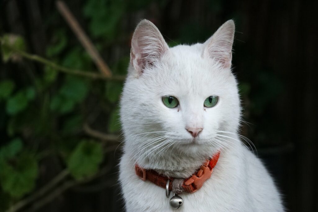 Alimento para gato Angora turco