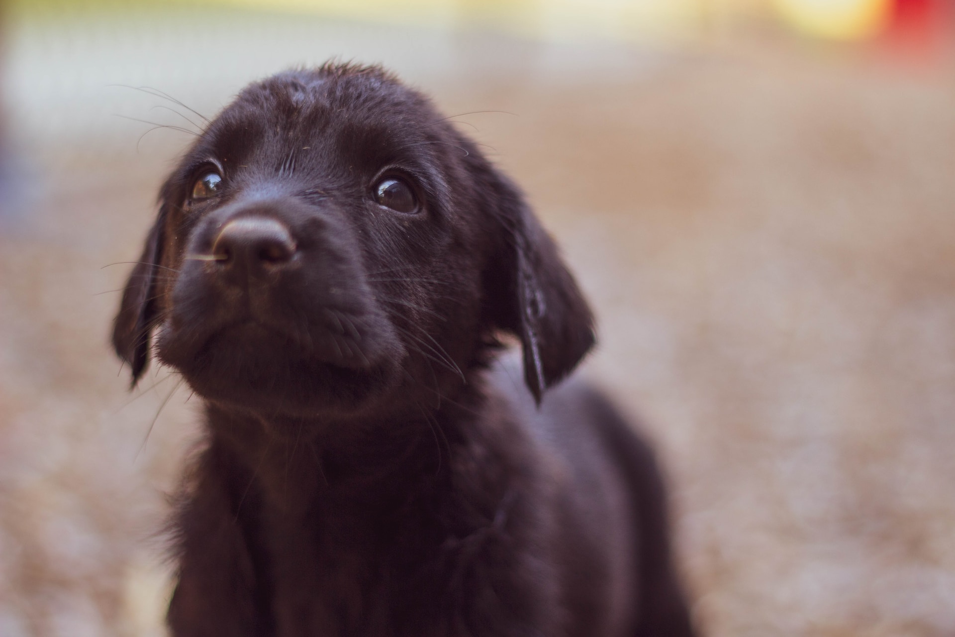 puedes calentar la comida para perros freshpet