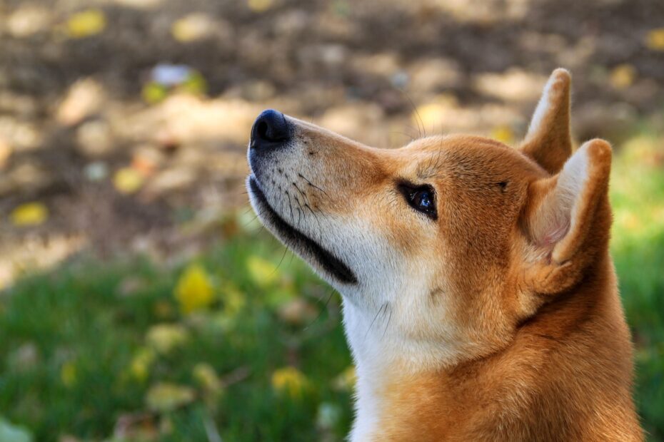 razas de perro japoneses