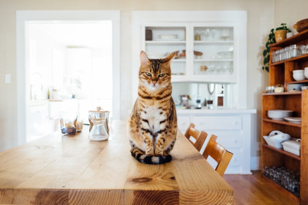 gato Toyger