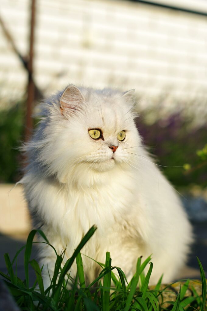 Alimento para gato Persa