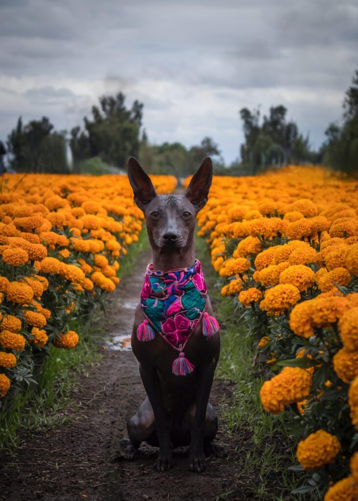 xoloitzcuintle + leyenda