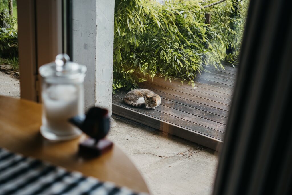 como ahuyentar gatos