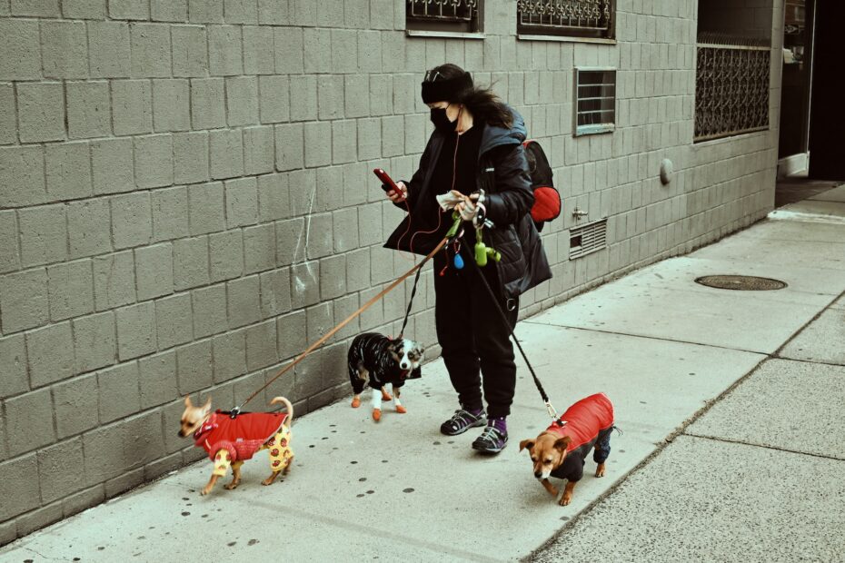 paseador de perros