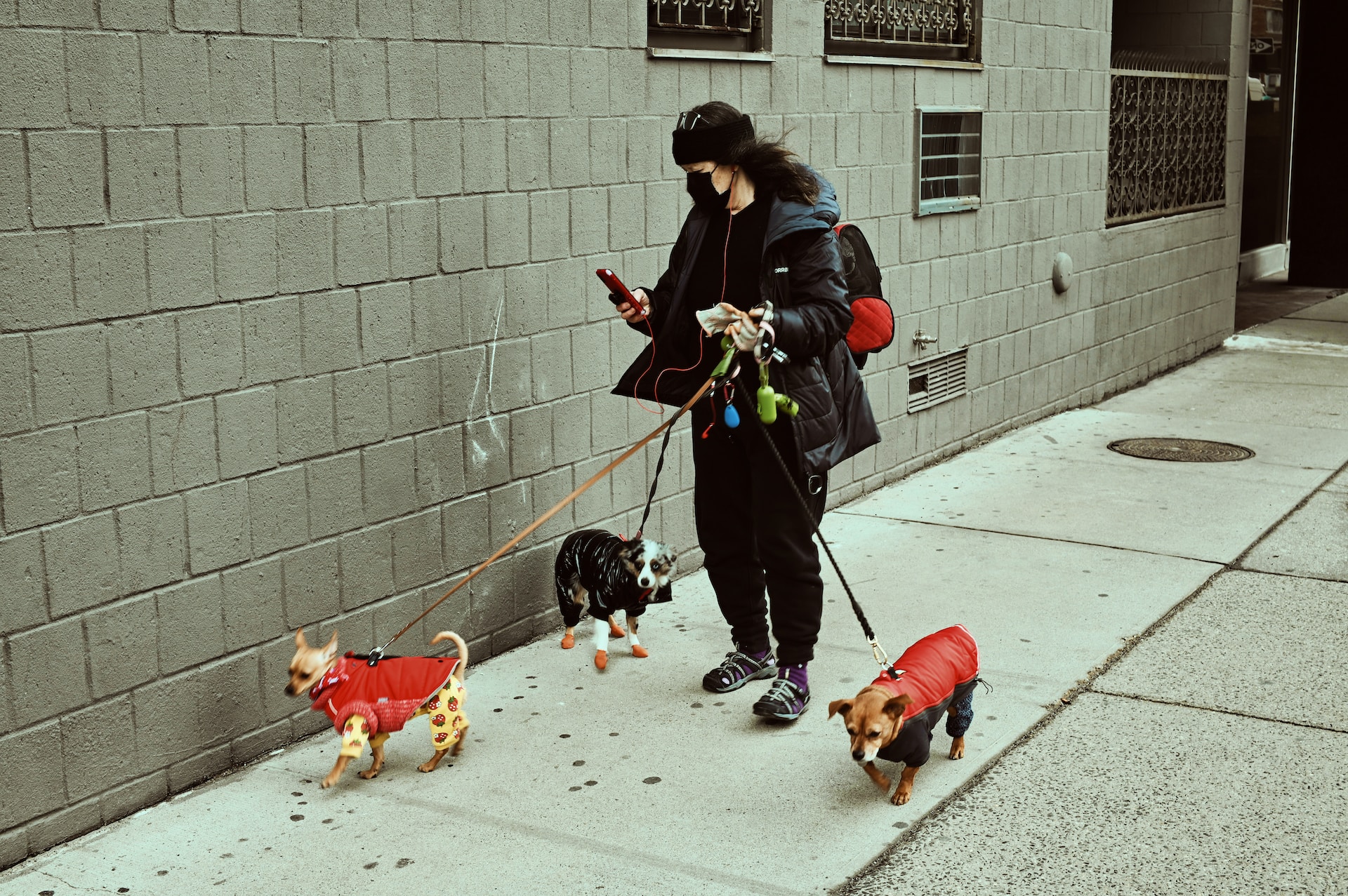 necesitas entrenamiento para ser un paseador de perros