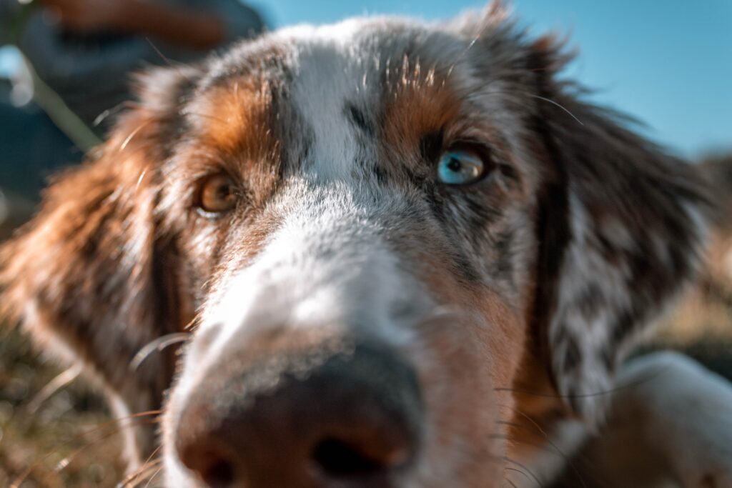 alergia en perros