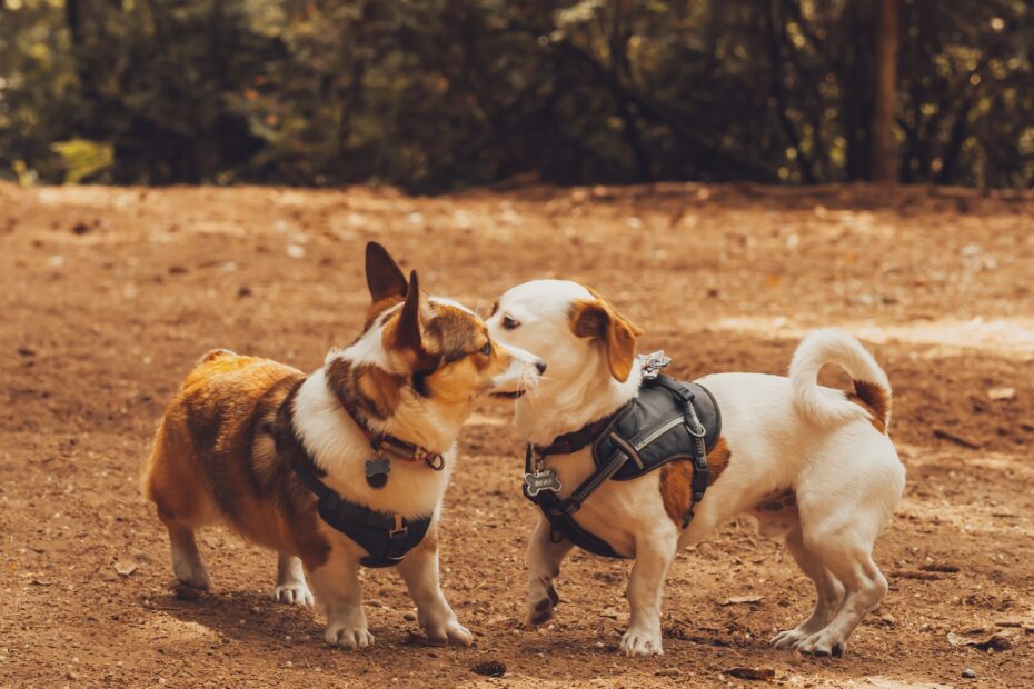 perros pequeños