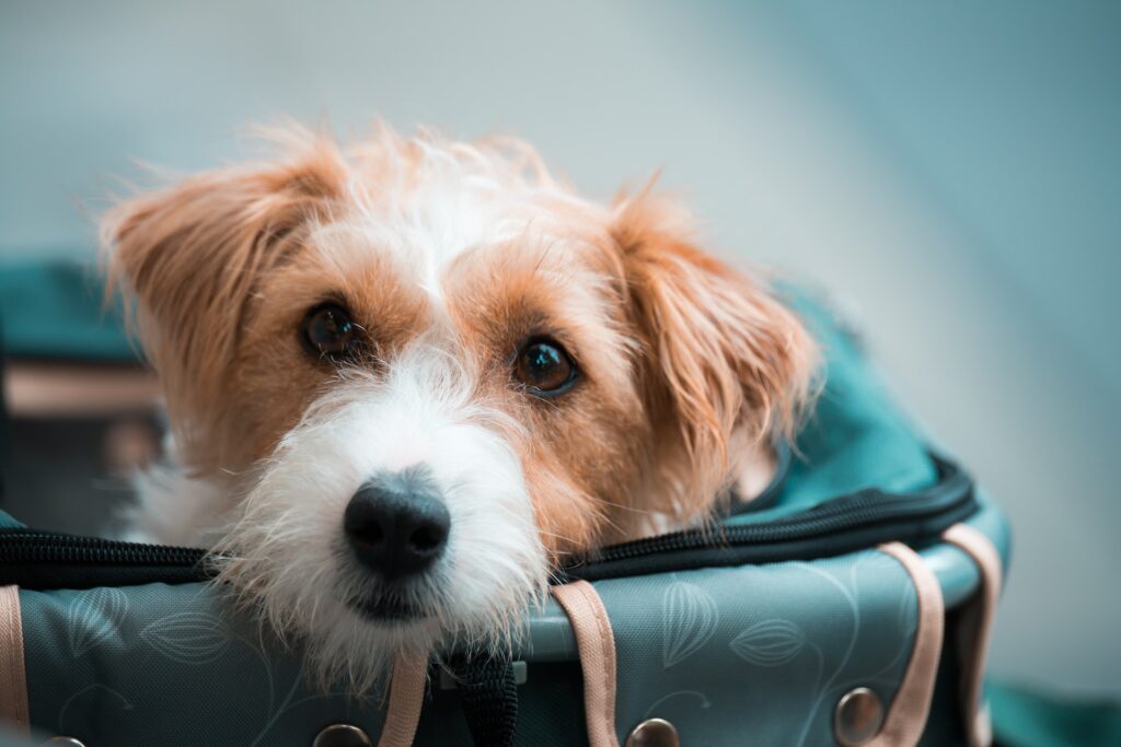 mochila transportadora para perro