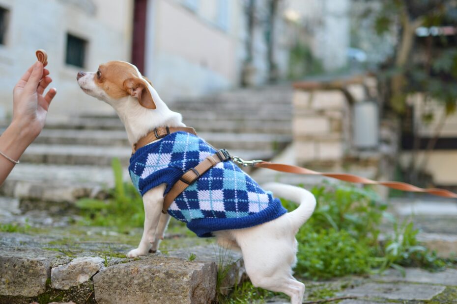 La mejor comida para perros pequeños