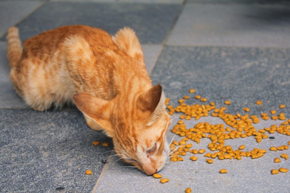 alimento casero para gatos