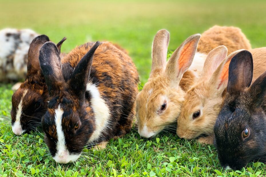 razas de conejos