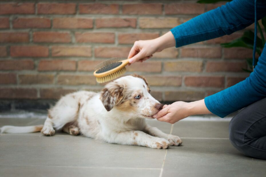 Como quitarle los nudos a tu perro