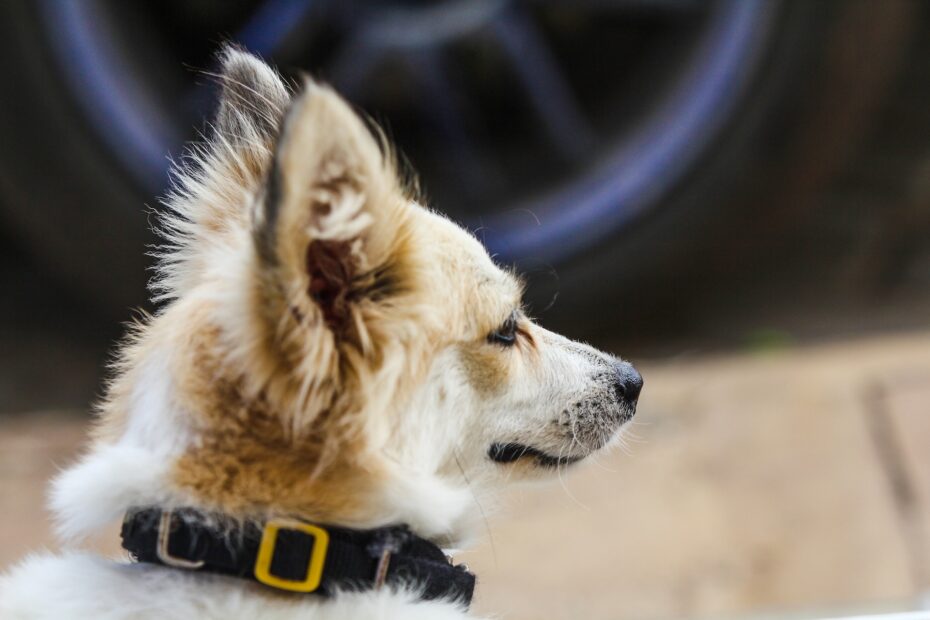 ¿Cuáles son las causas del estrés y la ansiedad en los perros?