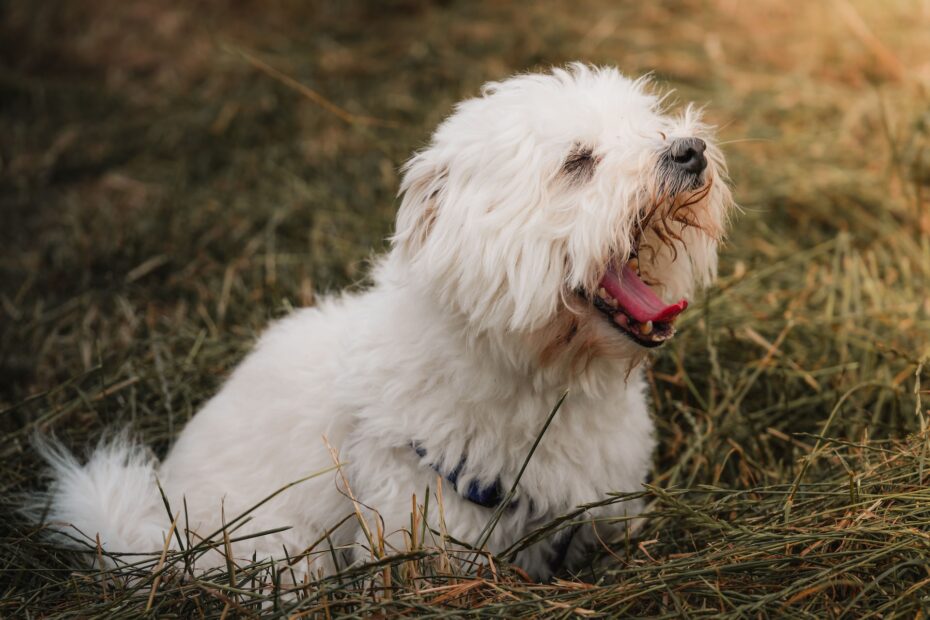 como enseñar a su perro a hacer sus necesidades fuera