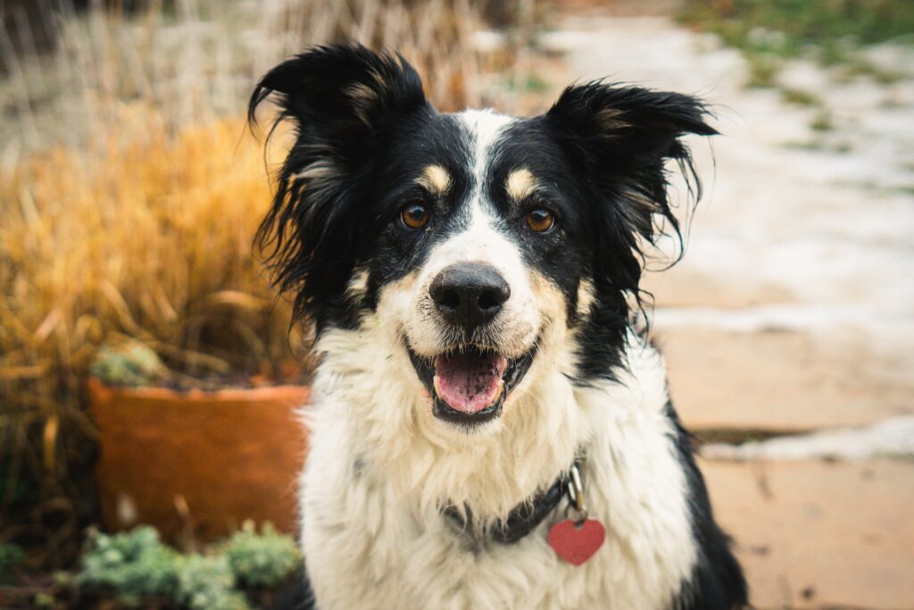  ¿Cuáles son las causas del estrés y la ansiedad en los perros?