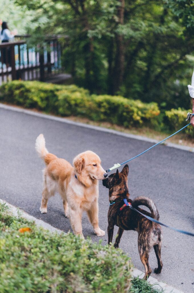 Cómo enseñar a su perro a caminar con correa