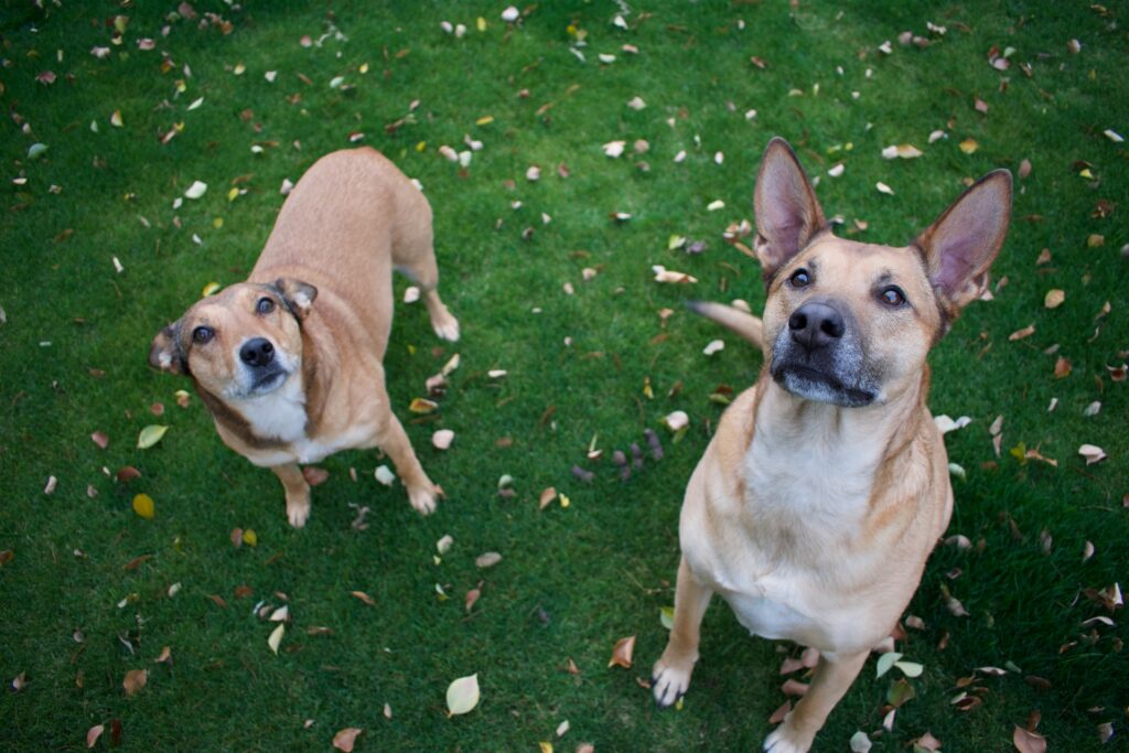 antiseptico para perros