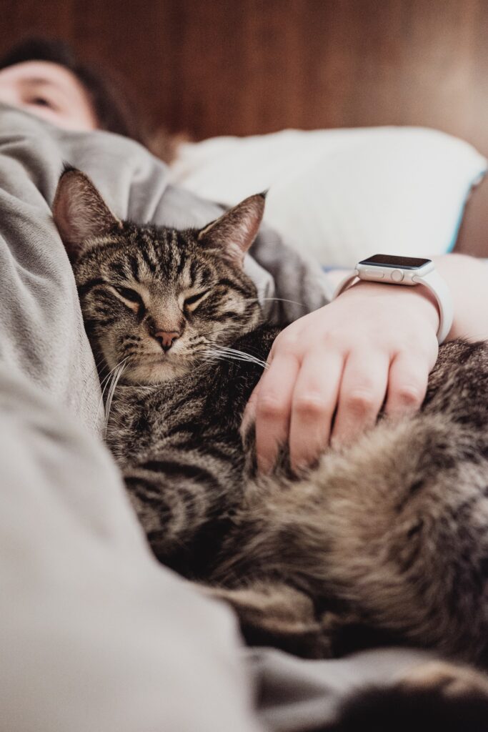 ¿Cómo saber si mi gato está teniendo problemas para comer?