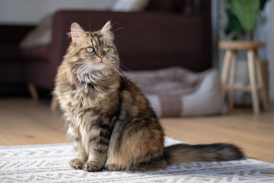 gato maine coon