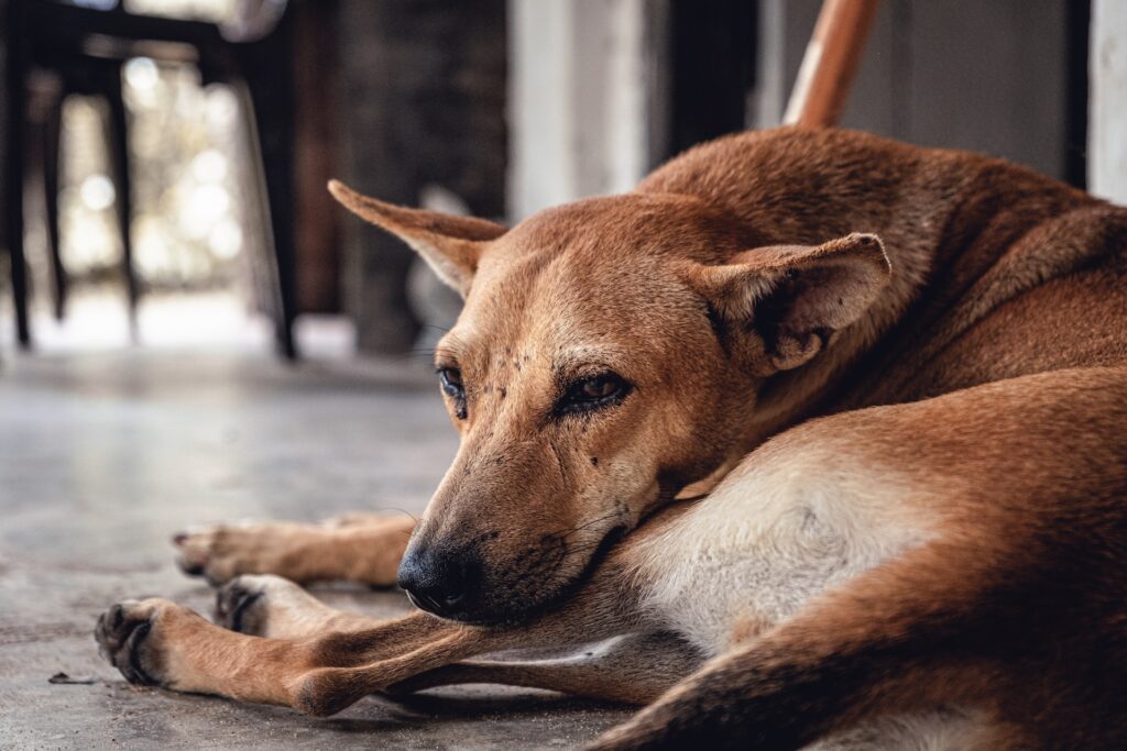 como quitar garrapata a un perro