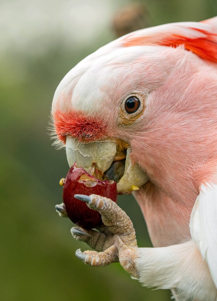 que comen los pajaros