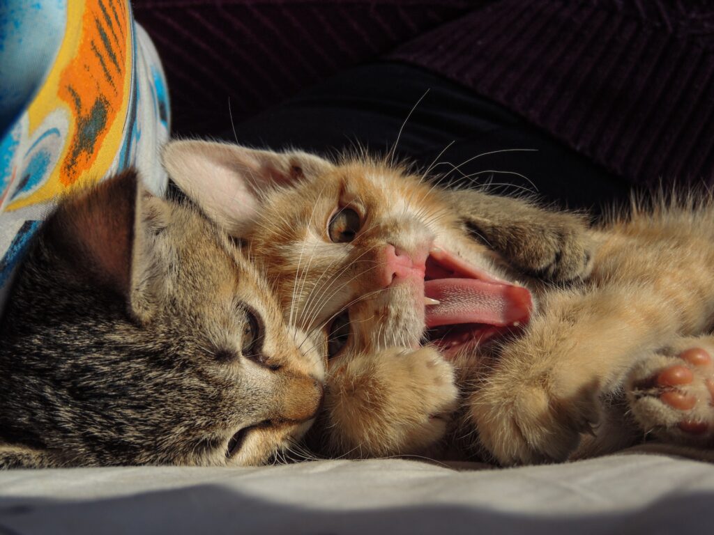 ¿Cómo alimentar a una gata embarazada o lactante?