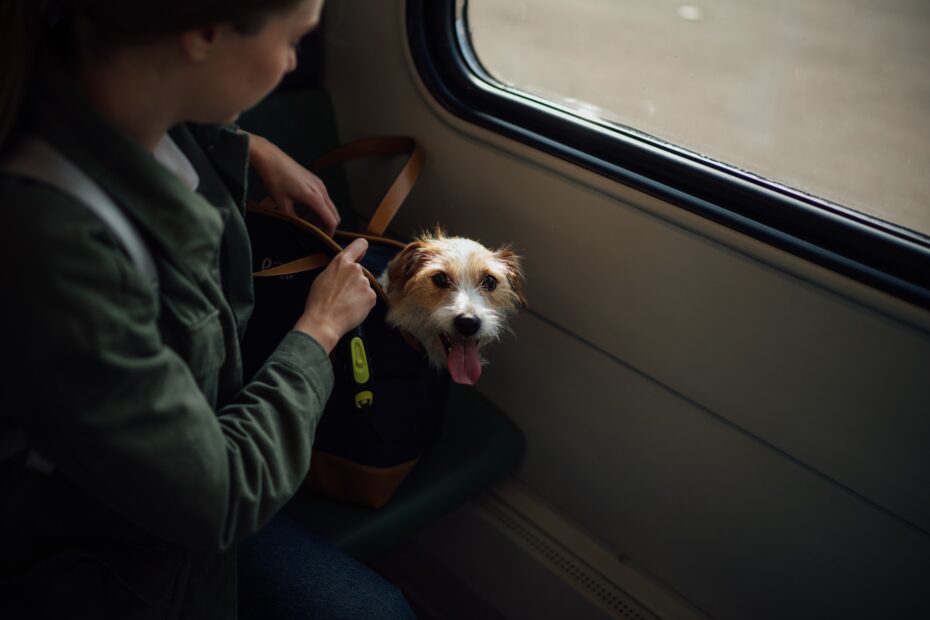 que papeles necesito para sacar a mi perro del país