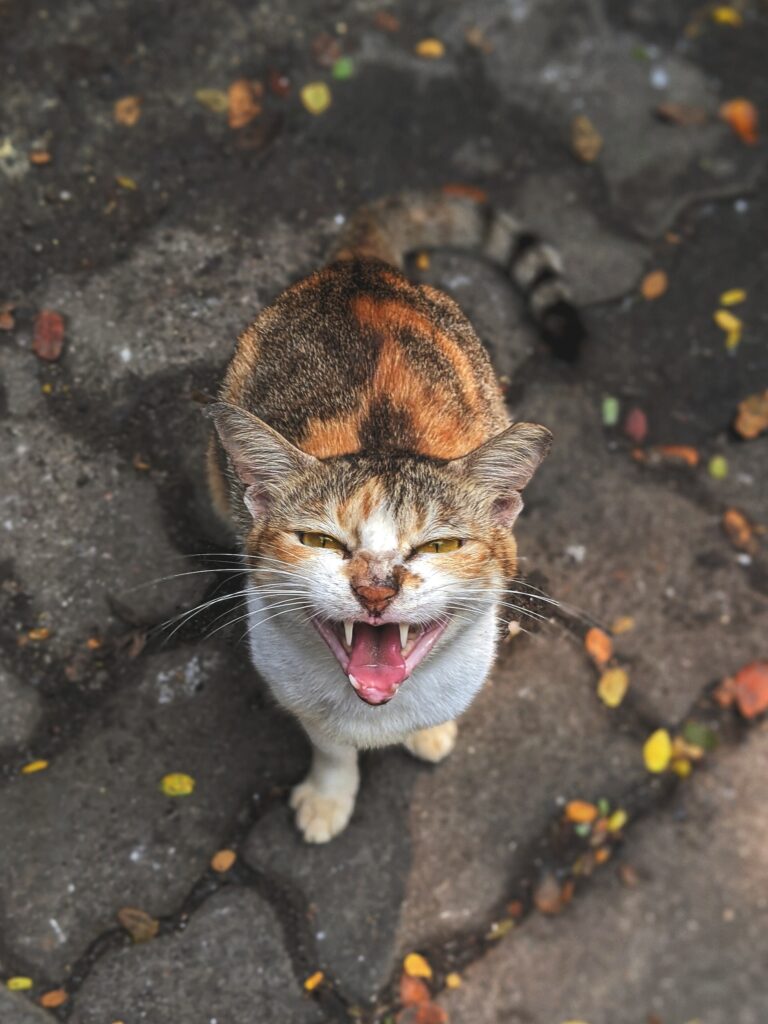 rabia en gatos