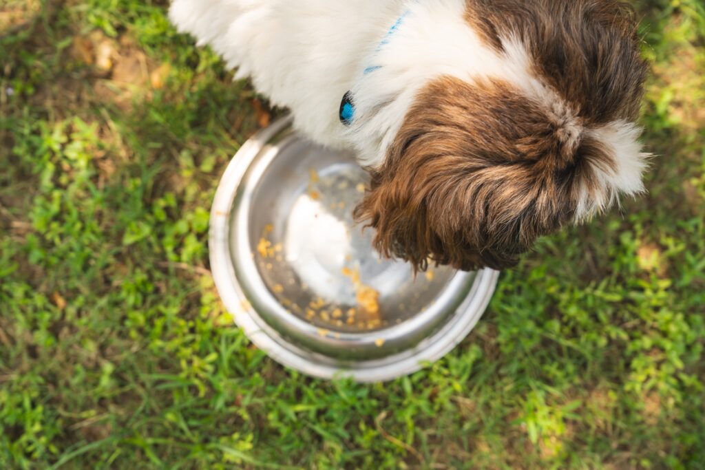  alimentos prohibidos para shih tzu