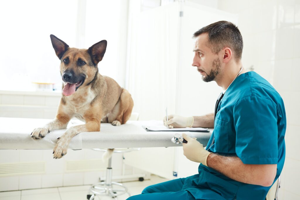 Guía para elegir el veterinario adecuado para su mascota