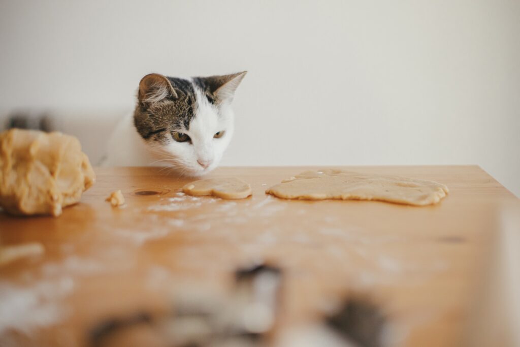  ¿Cómo elegir el mejor alimento para gatos?