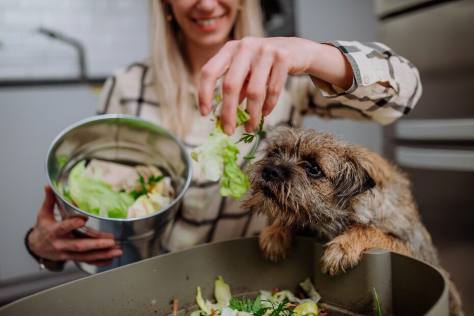 los perros pueden comer aguacate