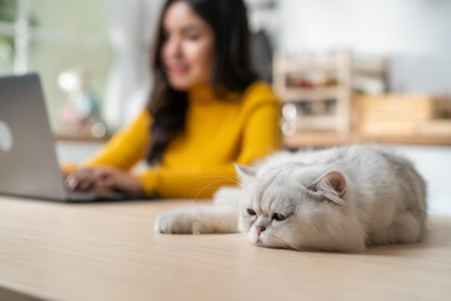 ¿Cómo saber si mi gato está comiendo demasiado?