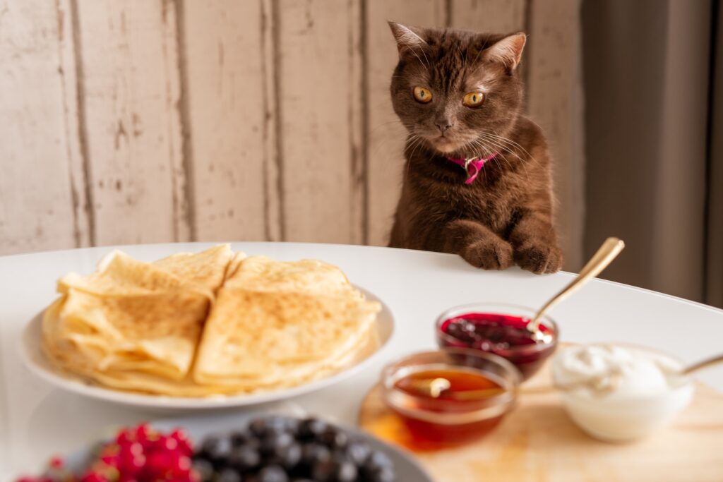 que frutas pueden comer los gatos