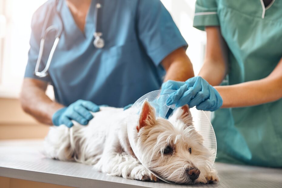 Guía para elegir el veterinario adecuado para su mascota