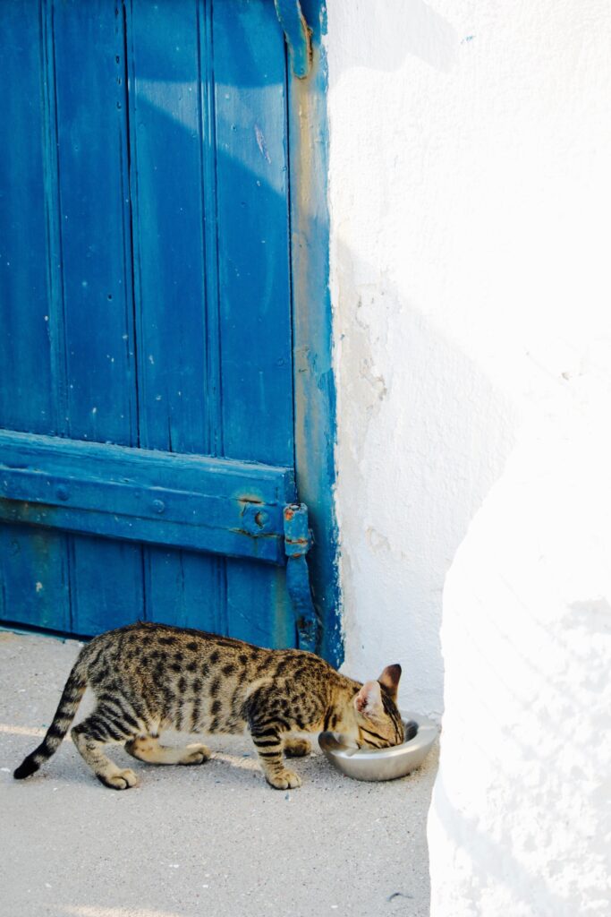 alimento casero para gatos