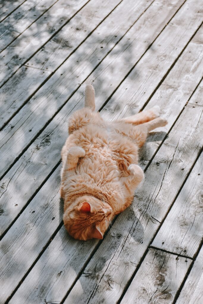 gimnasio para gatos