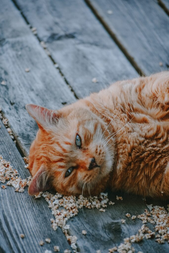 ¿Cómo saber si mi gato está comiendo demasiado?