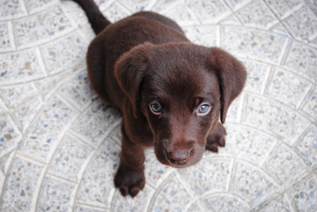 que se le puede dar de comer a un cachorro de 1 mes sin mamá