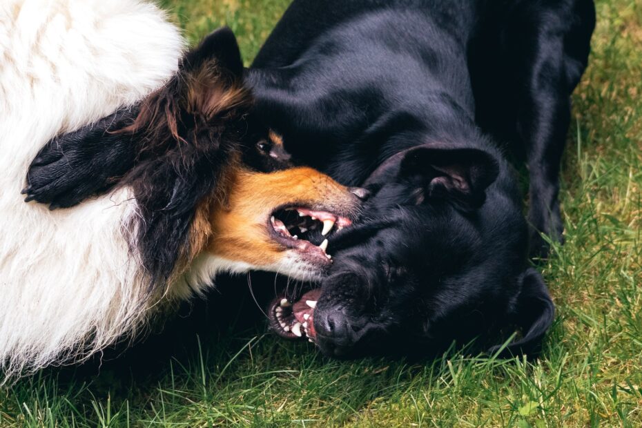 que significa soñar con perros que te atacan