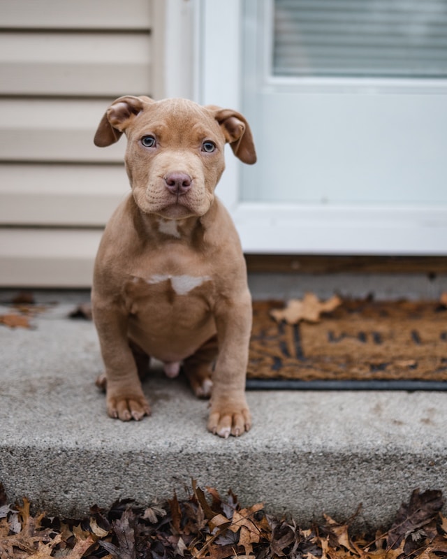 pitbull blue cachorro