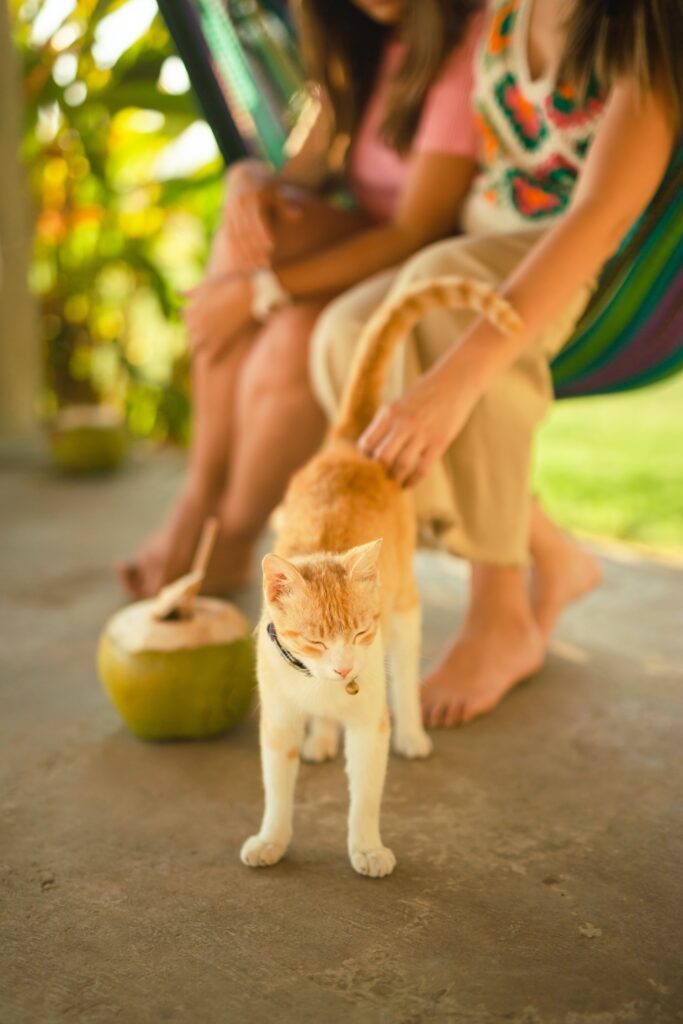 productos antipulgas para gatos