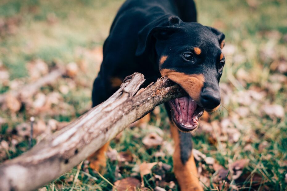 doberman cachorro