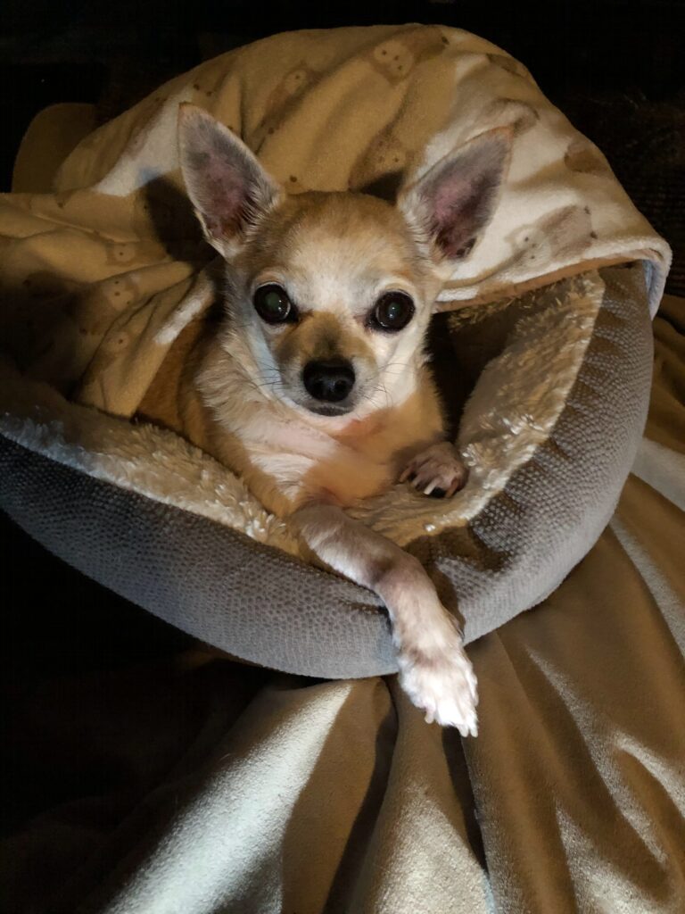 chihuahua cabeza de manzana