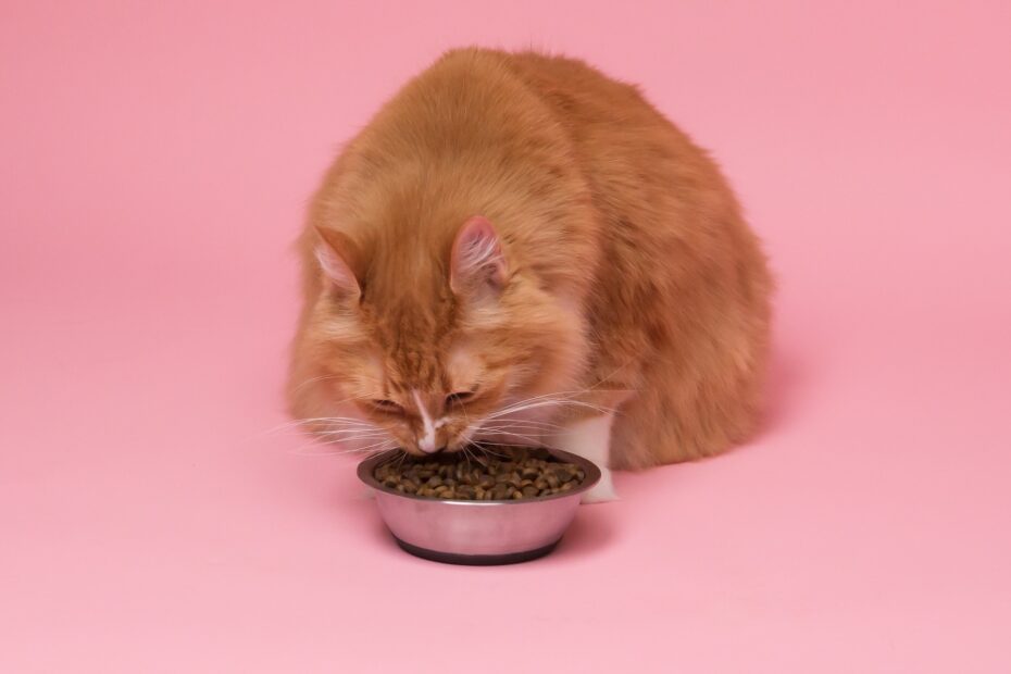 Alimento seco para gatos