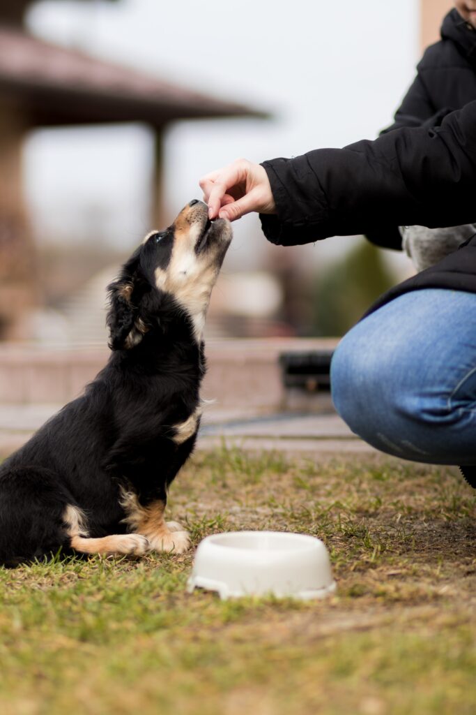 alimento hipoalergenico para perro